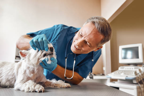 Best Emergency Broken Tooth Repair in Russellville, AL